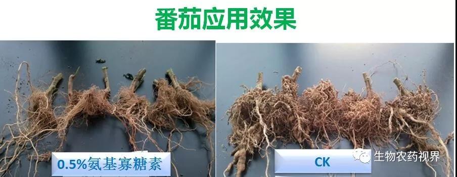 氨基寡糖素 - 植物的免疫衛(wèi)士，根結(jié)線蟲(chóng)的克星